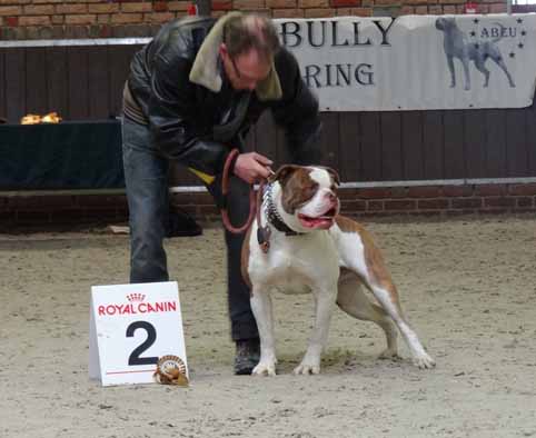 american bulldog